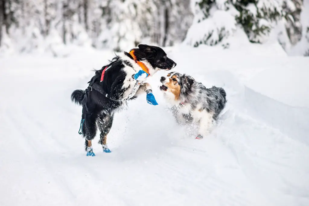 nonstopdogwear_b2b_Freemotion Harness 2019, Longdistance Booties, Safe Collar_Radka Vrublovska - DSC_7193_1.webp