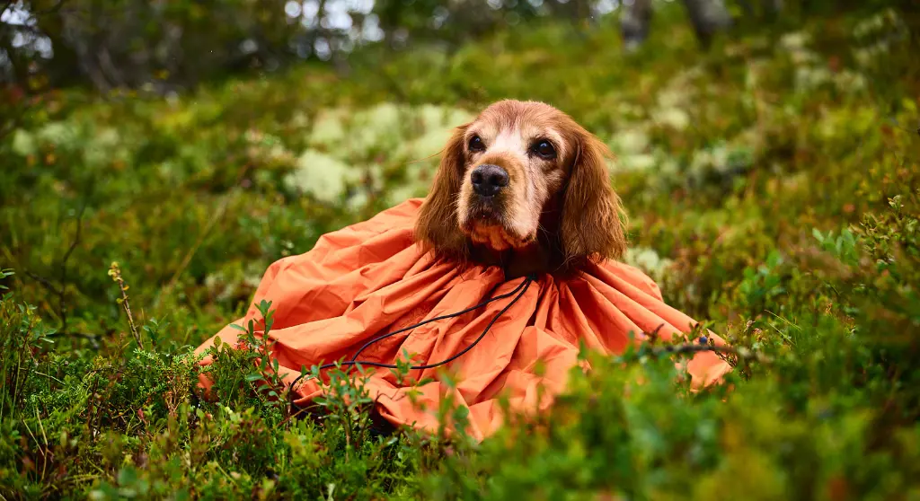 bivvy_bag_mood_1.webp