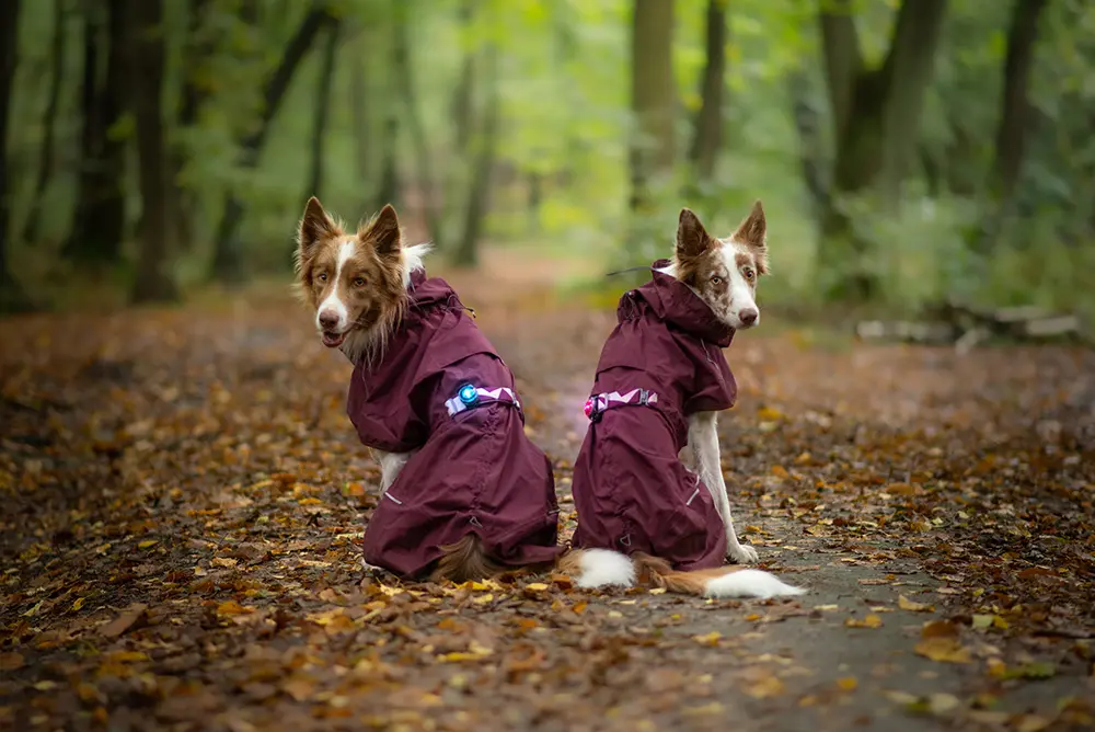 Orbiloc_Dog_Dual[Mixed; Pink, Turquoise; MSR_PRO; QMA; Coat; Long-fur; Medium-dog; @jimbordercollie]_LR.webp