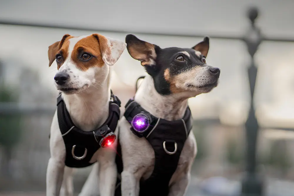 Orbiloc_Dog_Dual[Purple, Red; MSR_PRO; QMA; harness; Short-fur; small-dog; @jackrussellbo ]_LR 2.webp