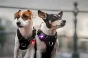 Orbiloc_Dog_Dual[Purple, Red; MSR_PRO; QMA; harness; Short-fur; small-dog; @jackrussellbo ]_LR 2.webp