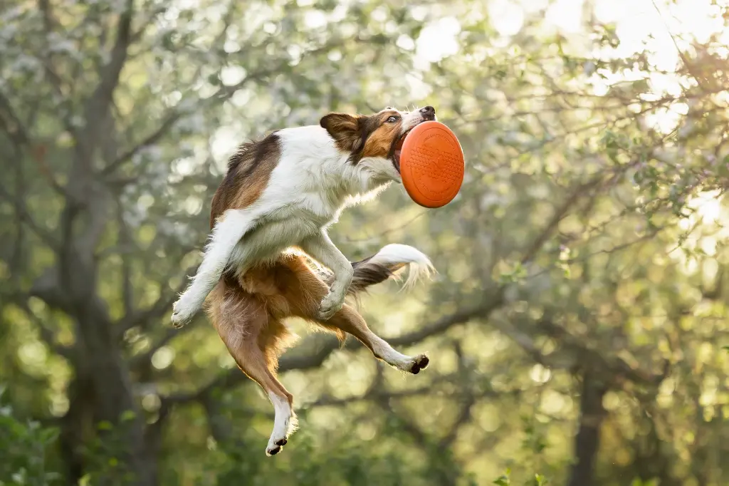Dog Flying Disc lifestyle image.webp