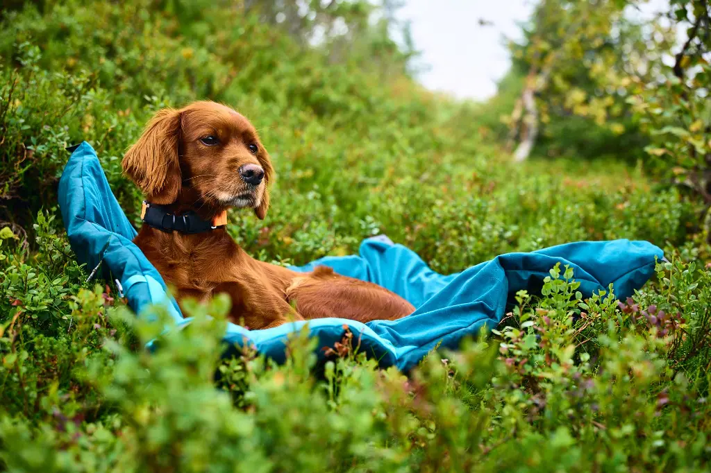 trekking_dog_bed5.webp