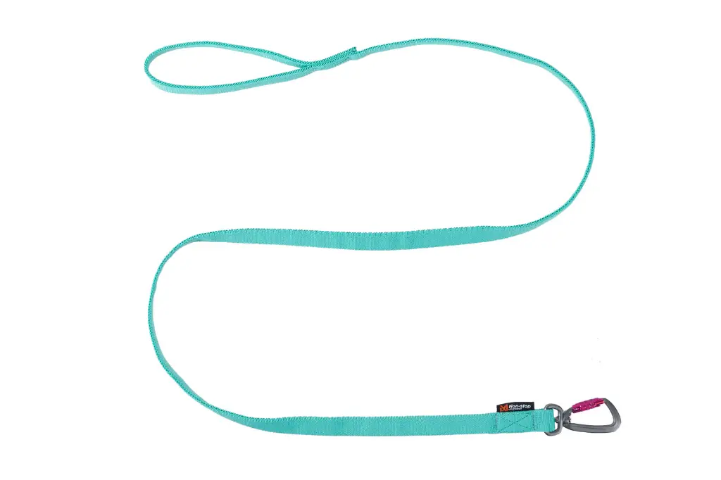 bungee_leash_aqua 1.webp