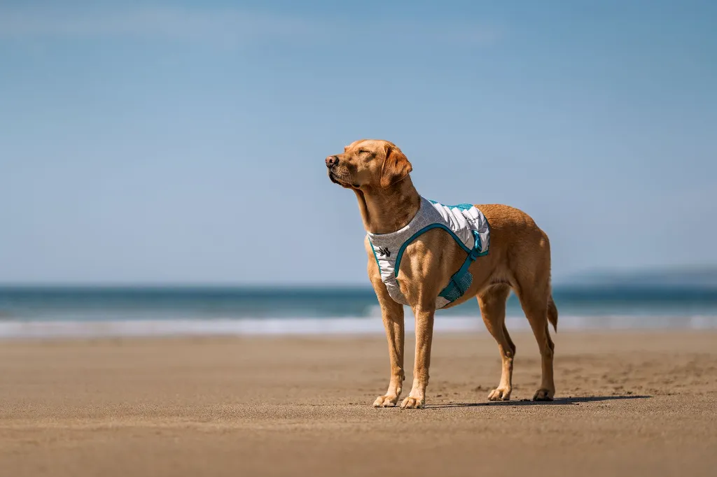 CoolingVest_001.webp