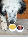 nonstopdogwear_b2b_Paw Care_AX9A2779_1.webp