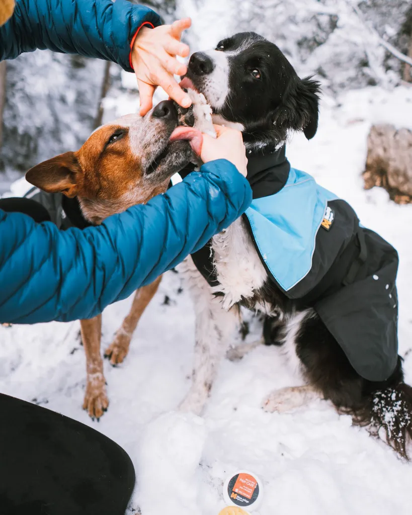 nonstopdogwear_b2b_Alpha Pro Jacket 2019, Paw Care_nonstopdogwear-4_2.webp
