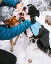 nonstopdogwear_b2b_Alpha Pro Jacket 2019, Paw Care_nonstopdogwear-4_2.webp