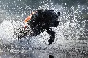 NSDxLabradorlivet_Neoprene_Vest-35.webp