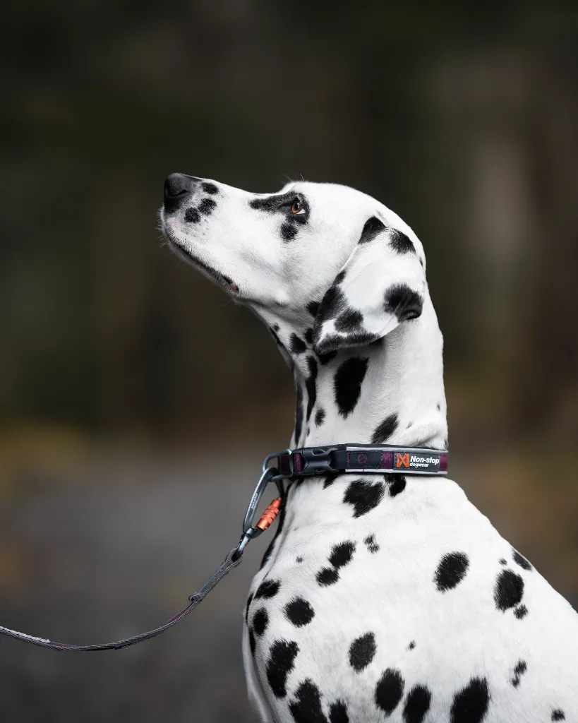 RoamCollar_3457-3461, 3481-3482_Purple_01_Lifestyle.webp
