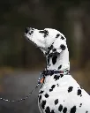 RoamCollar_3457-3461, 3481-3482_Purple_01_Lifestyle.webp