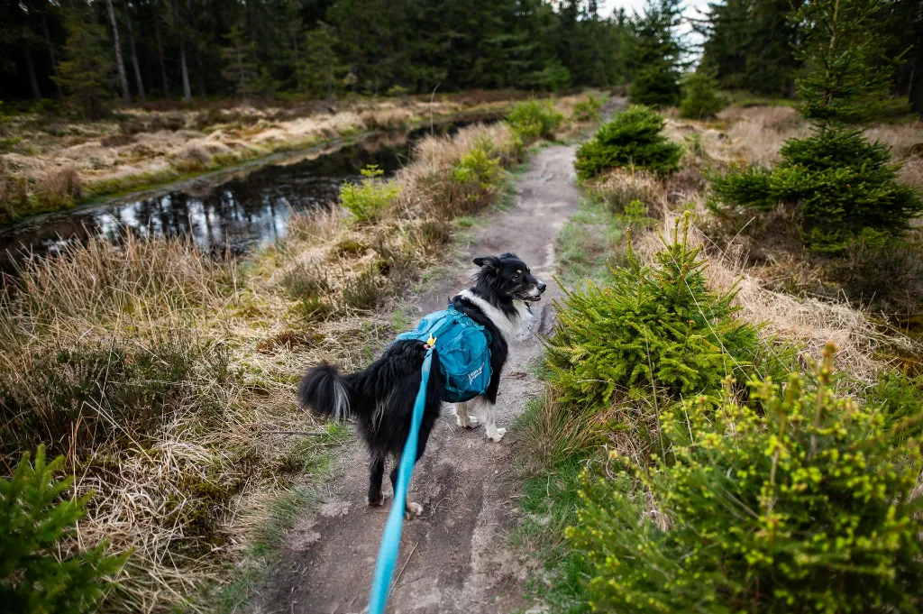trail_quest_dog_backpack_B2B_4.webp