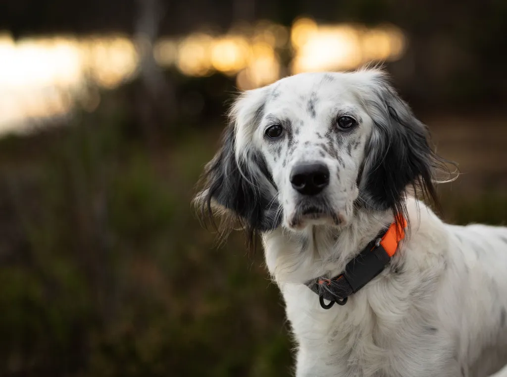 Protector collar (5).webp