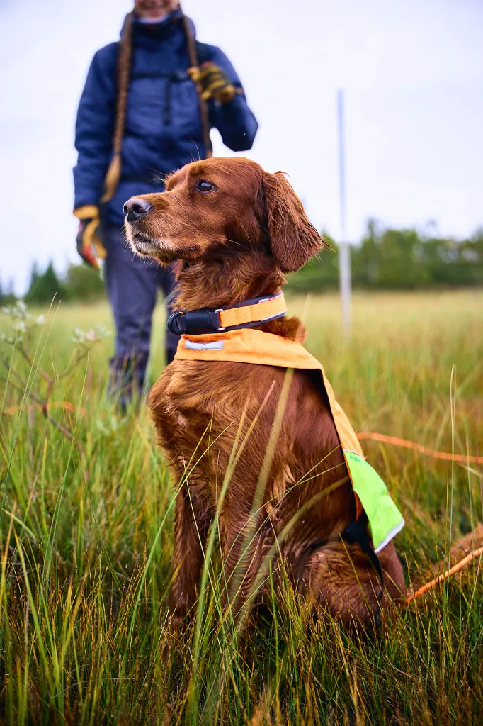 protector_collar_feature_2.webp