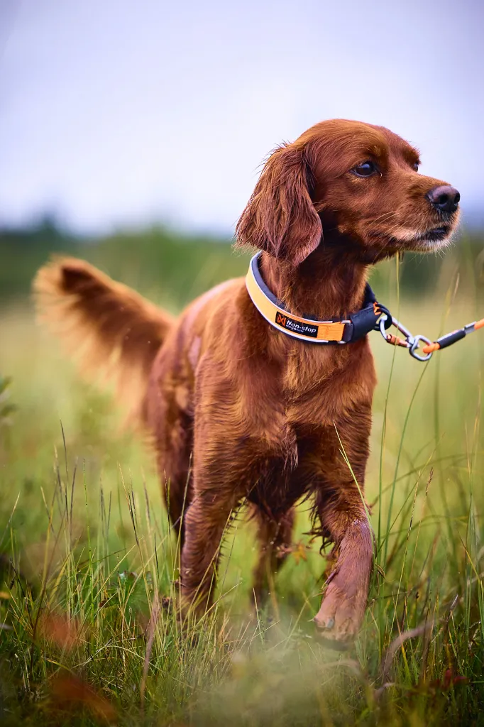 protector_collar_setting_2.webp