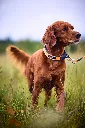 protector_collar_setting_2.webp