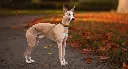 trail_quest_collar_rp_mood_1.webp