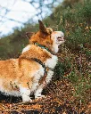 trail_quest_collar_rp_setting_1.webp