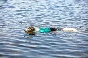 Swimming with Protector round long line.webp