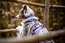 line-harness-5.0-rachel-pohl-edition-purple-pink-1614-1621-12-lifestyle.webp