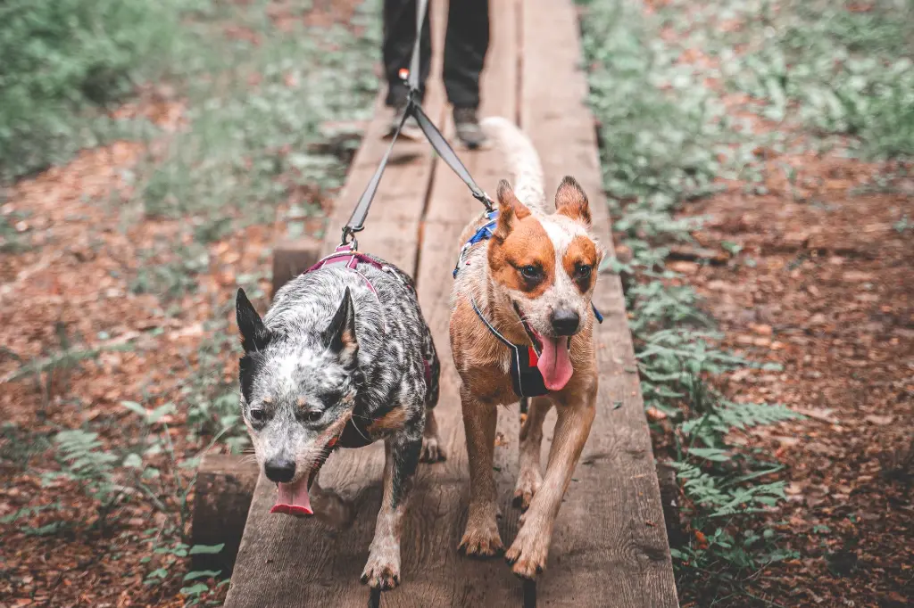 nonstopdogwear_b2b_Touring Double_Non-Stop_Dogwear_Part1_33_1.webp