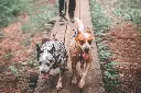 nonstopdogwear_b2b_Touring Double_Non-Stop_Dogwear_Part1_33_1.webp